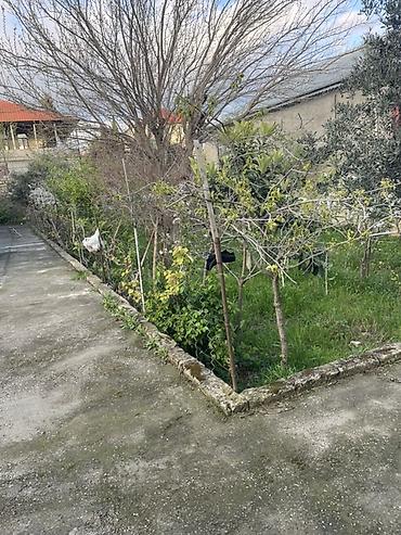 Ağaclar: Salam.kupcalidir.Qiymet 1 sota aiddir! 4.5 sot merkezi yoldan 2 — 6