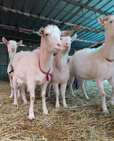 Козы, козлы: Продаю | Коза (самка) | Зааненская | Для молока | Племенные — 2