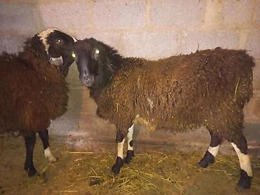 Баран, овца: Продаю | Баран (самец) | На забой, Для разведения — 2