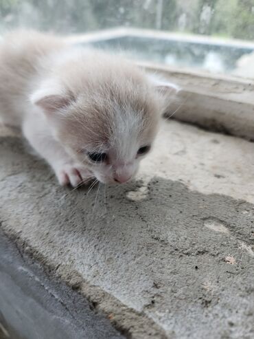 объявление про котят в баку: Erkək, Dişi