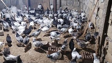 balaken heyvan satisi: 45 günlük Orginal Ataks və F6 cücələri Catdirilma var say çox olarsa — 4