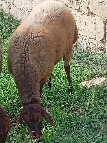 mal bazari: Temiz Qala heyvanidi bogazdir birinci qarina dogacaq. Tecili pul — 2