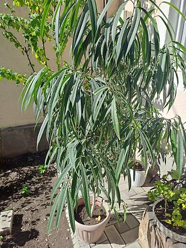 Бөлмө өсүмдүктөрү: Олеандр в горшке (Nerium oleander) – декоративный вечнозелёный куст с — 1