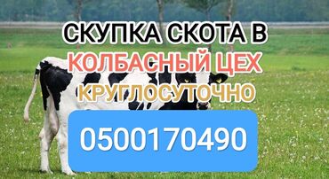 корова телка: Сатып алам | Уйлар, букалар, Жылкылар, аттар | Күнү-түнү, Бардык шартта, Союлган