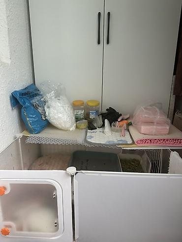 Декоративные кролики: Город Токмок Декоративные кролики, карликовые - Пухлые малыши с — 5