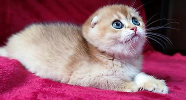 Продажа кошек: Скотиш Фолд (Шотландская вислоухая), 2 месяца, Мальчик, Золотая шиншилла — 10