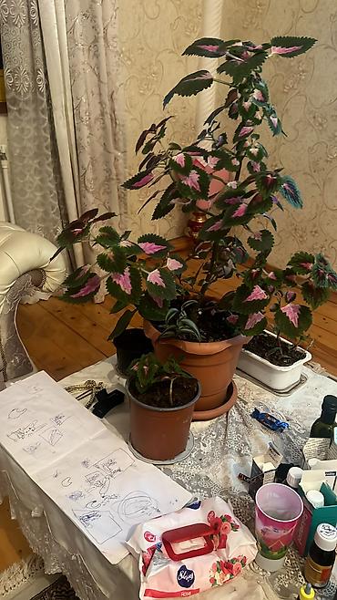 Otaq bitkiləri: Butun guleri endirimnen satiram ancag xanimlara satiw olur cox gul — 42