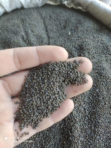 люцерны семена: Семена люцерна Магнитка качественный
