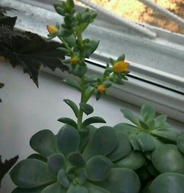 Другой декор и предметы интерьера: Распродажа алоэ и другие цветы по 100 сом — 17