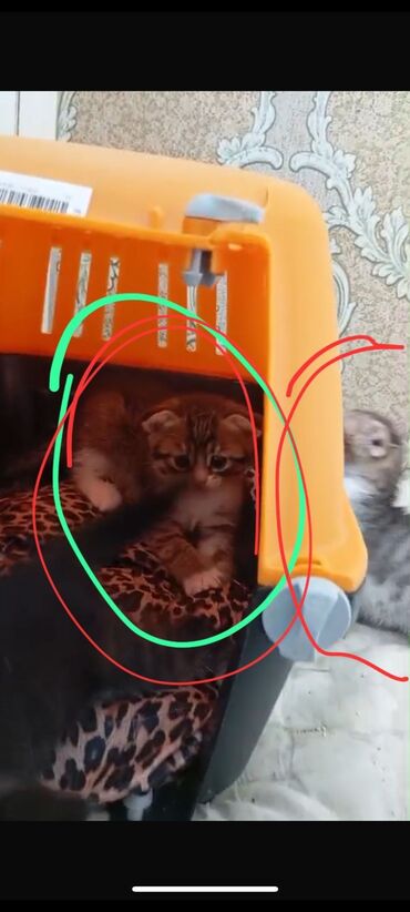Pişiklər: Şotland, Erkək, Dişi, Yaxşı əllərə, Ünvandan götürmə, Pulsuz çatdırılma, Ödənişli çatdırılma
