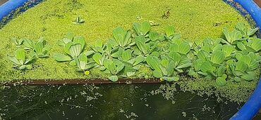 аквариумный грунт: Аквариумное растение пистия или морская капуста продаю по 50с шт