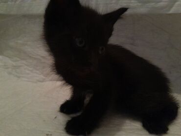 Кошки: Сиамская, 1 месяц, Мальчик, Черный, Приучена к лотку