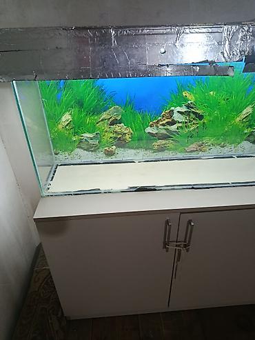 yumru akvarium satisi: Akvaryum komplekti – şkaflı — 3