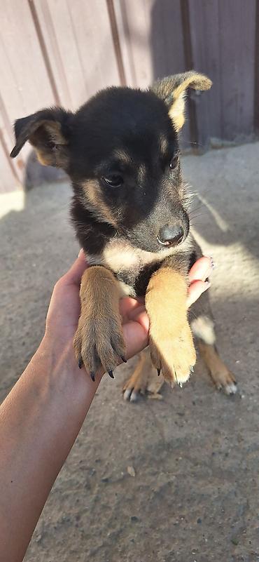 sobaka dog: Собака даром: 2 месяца, Самка — 2