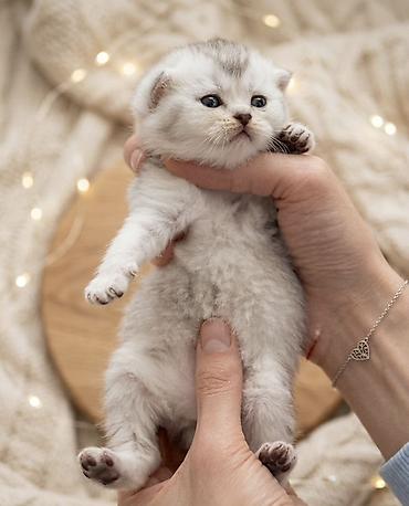 Pişiklər: Şotland, Erkək, Dişi — 2