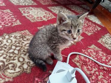 домик туалет для кошек: Беспородная, 2 месяца, Девочка, Серый, Приучена к лотку