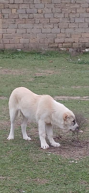 İtlər: Qurdbasar, 4 ay, Dişi — 14