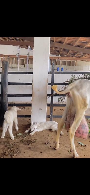 balaca dovşan: Südəmər keçi – ağ rəngli, iri sağrılı, güclü skelet və uzun ayaqlar — 6