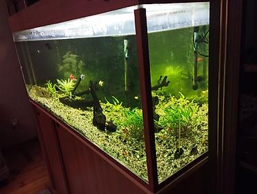 akvarium balaca: Böyük həcmli akvarium və alt dolabı - Şüşə akvarium: üç tərəfi — 1