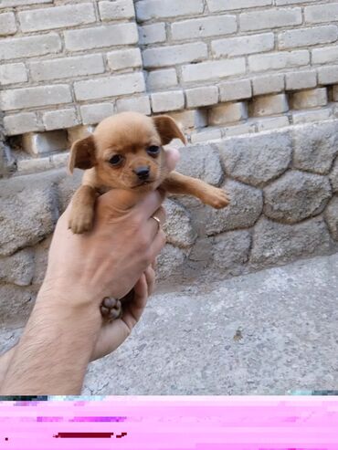 продаю собак: Продаются щенки Чихуахуа 1,5 месяцев! Папа с родословной, мама без