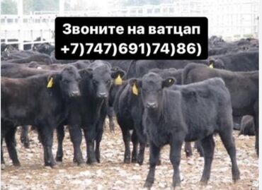 телята продажа: Бычки телята Ангус Белоголовый Герефорд Голштын Симентал