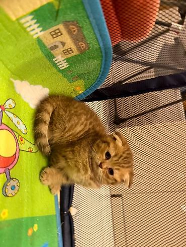 Животные: Scottish Fold balası – qızıl rəngli tabby - Cins: Scottish Fold — 8