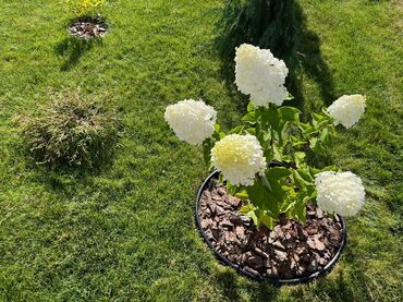 Садовые бордюры: Бордюрная лента КАНТА Бордюрная лента КАНТА доступна в трех цветах — 26