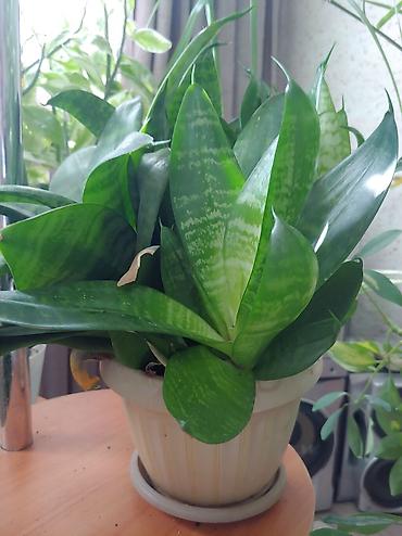 Другие комнатные растения: Продаются цветы от 200 до 500 сом — 8