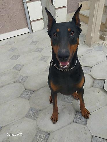 İtlər: Doberman — 9