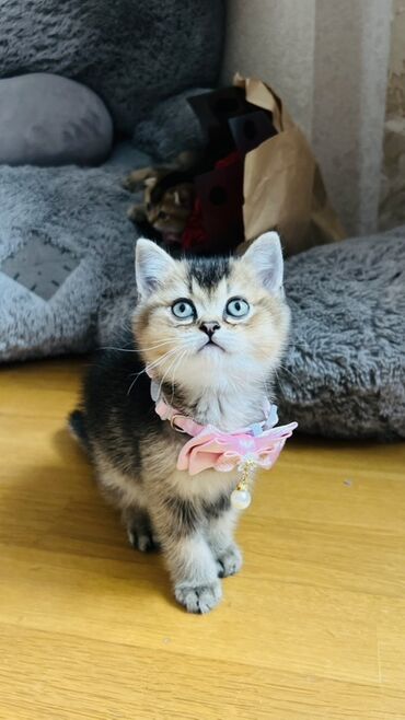 Pişiklər: Şinşilla, Dişi — 2