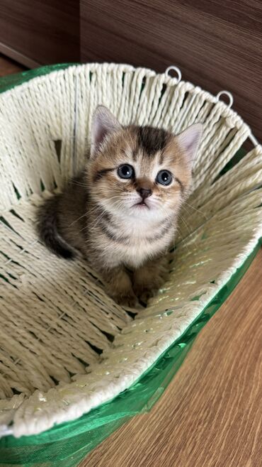шотландская кошка купить: Прекрасные создания ищут хозяев шотландские! Родились 27 апреля
