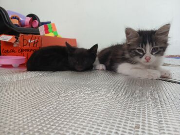 корова дойный: Кошка даром: Беспородная, 2 месяца, Девочка, Приучена к лотку