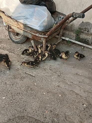 13 bala 1 Ana avqusdun 1 cxblar ünvan enzes kom alan olsa endirim lalafo.az -da 13 bala 1 Ana avqusdun 1 cxblar ünvan enzes kom alan olsa endirim