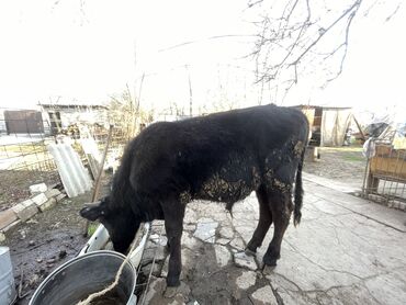 Коровы, быки: Продаю | Бык (самец) | Голштин, Алатауская | На откорм, На забой, Для разведения