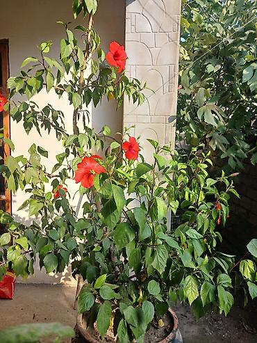 Böyük ölçülü Çin qızılgülü (Hibiskus) – qırmızı çiçəkləyən dekorativ lalafo.az -da Böyük ölçülü Çin qızılgülü (Hibiskus) – qırmızı çiçəkləyən dekorativ