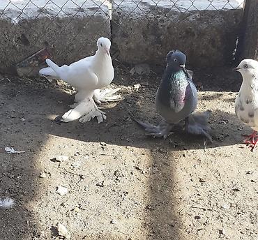 göyərçin satışı: Iri lelekli kekilli quslar satilir hamisi ebresden — 3