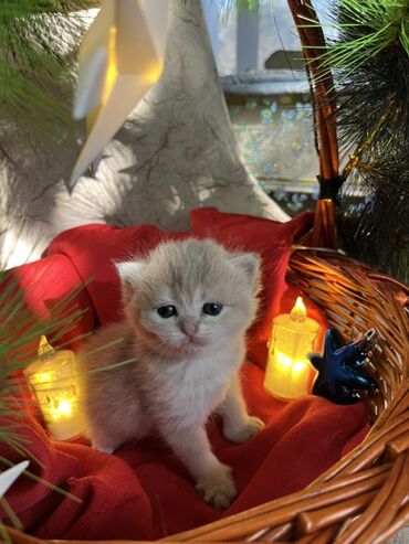 Pişiklər: Britan, Erkək, Dişi — 16