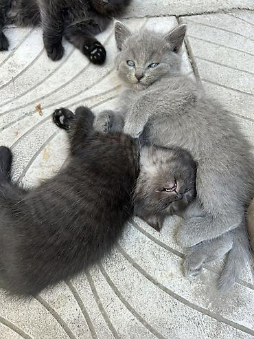 Мышыктар: Отдам в хорошие руки котят 3 черных котят -девочки, серый мальчик - — 5