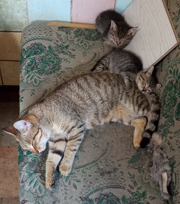 кошки в токмаке: 7 июня - кто-то привёз к нам в село кошку и 2 котят в коробке и