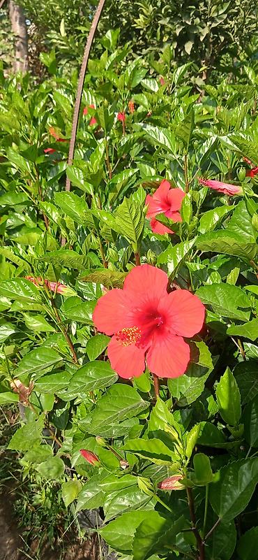 tulpan soğanı satışı: Qırmızı Hibiskus (Hibiscus rosa‑sinensis) –( El arasnda kitayski roza — 1