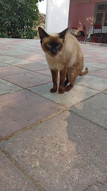cat tanışlıq: Siam, Dişi, Yaxşı əllərə, Ünvandan götürmə — 1
