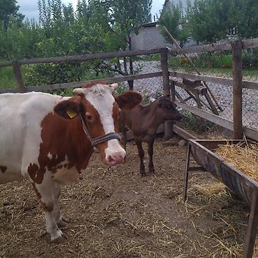крупный рогатый скот: Продаю | Корова (самка) | Для разведения | Племенные — 1