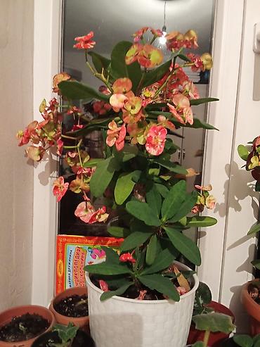 Эуфорбия миля (Euphorbia milii, «терновый венец») в декоративном