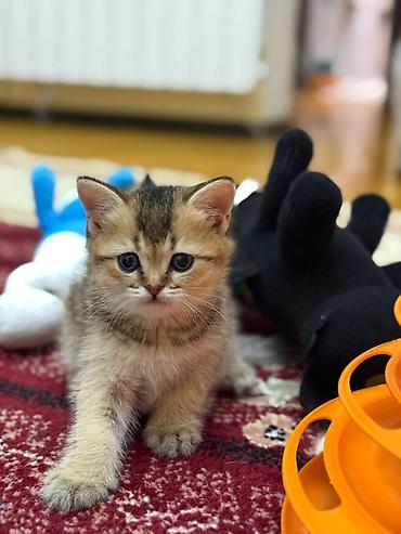 Pişiklər: Qızıl şinşilla, Erkək — 2