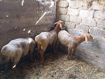 Баран, овца: Продаю | Баран (самец) — 7