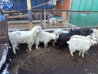 продажа французских бульдогов: Сатам | Теке (эркек) | Аргын | Союуга | Асыл тукумдуу, Жасалма жол менен боозутуу