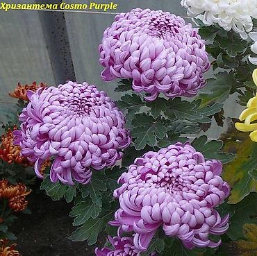 Другие садовые цветы и кустарники: Пион травянистые сорта. Пионы гибридные сорта. Пионы древовидные — 16