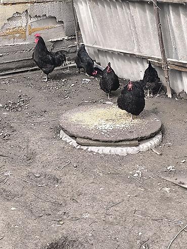 Куры, петухи: Продаю | Куры | Несушки — 1