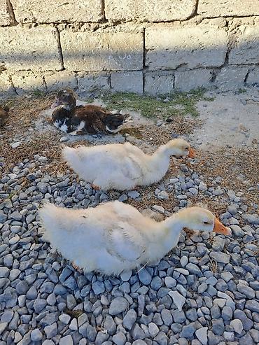 inek satislari: 15bala 2ay 15 20gunlukdu boyukdurler Lal ordekler 2dene ana satilir — 4