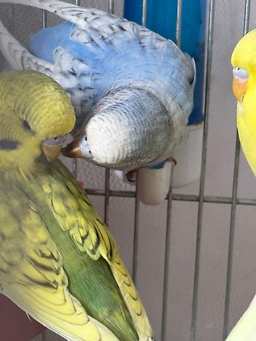 cex quşlar: Cex balalar ve 1 sari qizgin cute hazir erkek 2 vistivka — 9